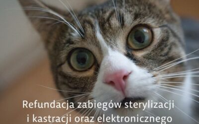 Refundacja zabiegów sterylizacji i kastracji oraz elektronicznego znakowania kotów