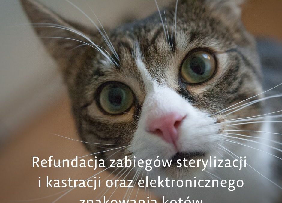 Refundacja zabiegów sterylizacji i kastracji oraz elektronicznego znakowania kotów