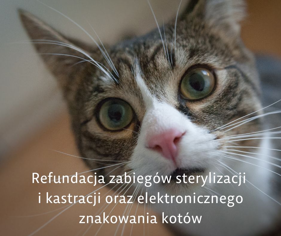 Refundacja zabiegów sterylizacji i kastracji oraz elektroniczne znakowania kotów