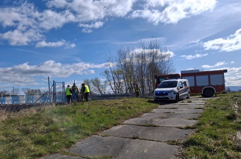 Cieszyńskie służby na ratunek sarnie