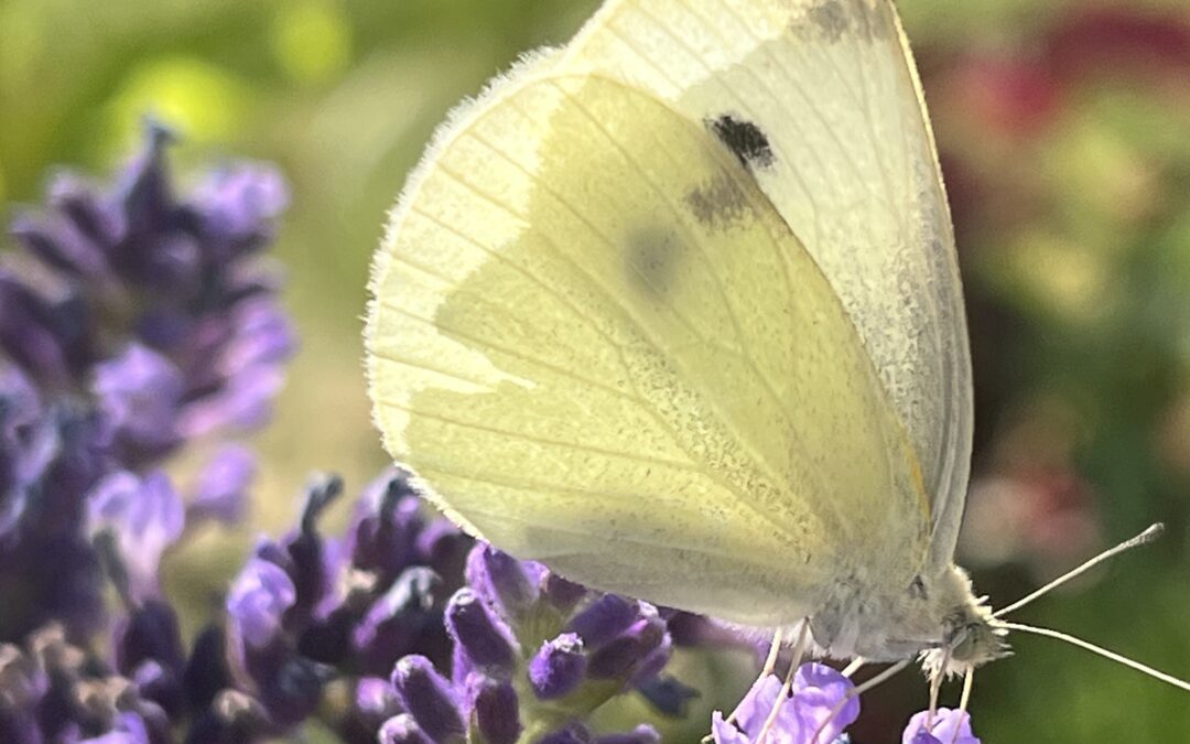 W pięknie ukryta jest miłość Boga
