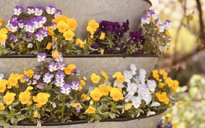 „Cieszyn miastem kwiatów i zieleni”